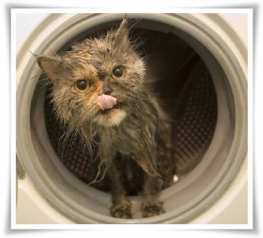 katze_waesche.jpg