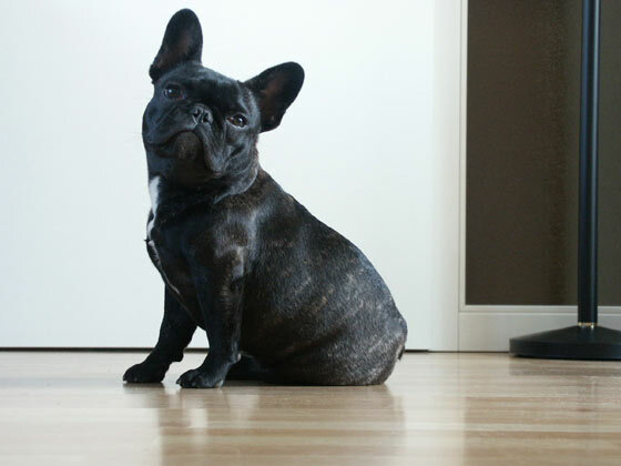 franz_bulldog.jpg