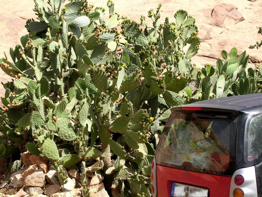 Kleiner%20Smart%20vor%20grossem%20Kaktus%20in%20Tafraoute.JPG